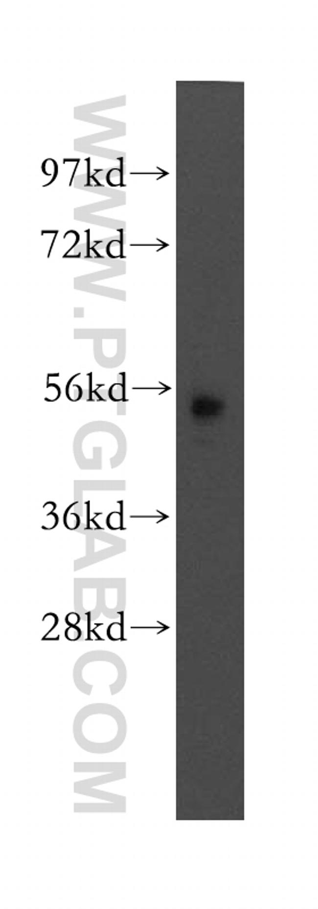 MEF2A Antibody in Western Blot (WB)