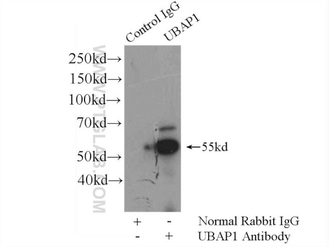 UBAP1 Antibody in Immunoprecipitation (IP)