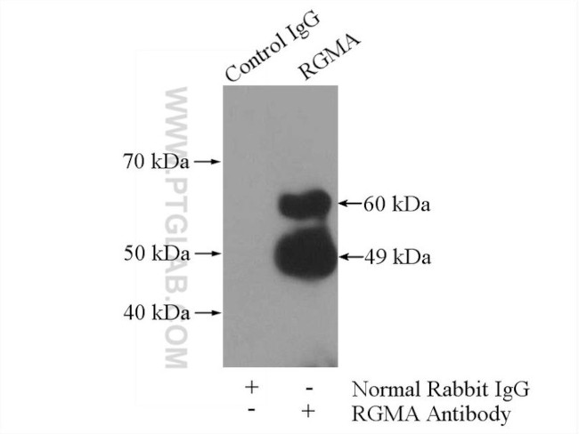 RGMA Antibody in Immunoprecipitation (IP)