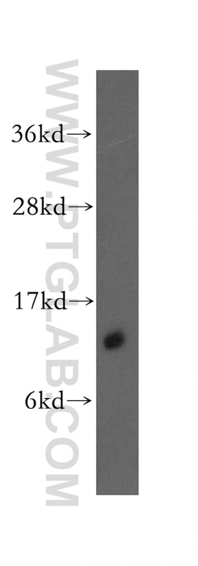 DDT Antibody in Western Blot (WB)