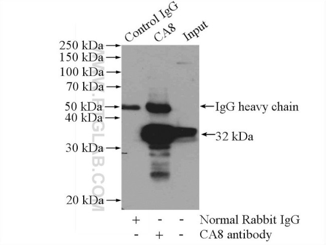 CA8 Antibody in Immunoprecipitation (IP)