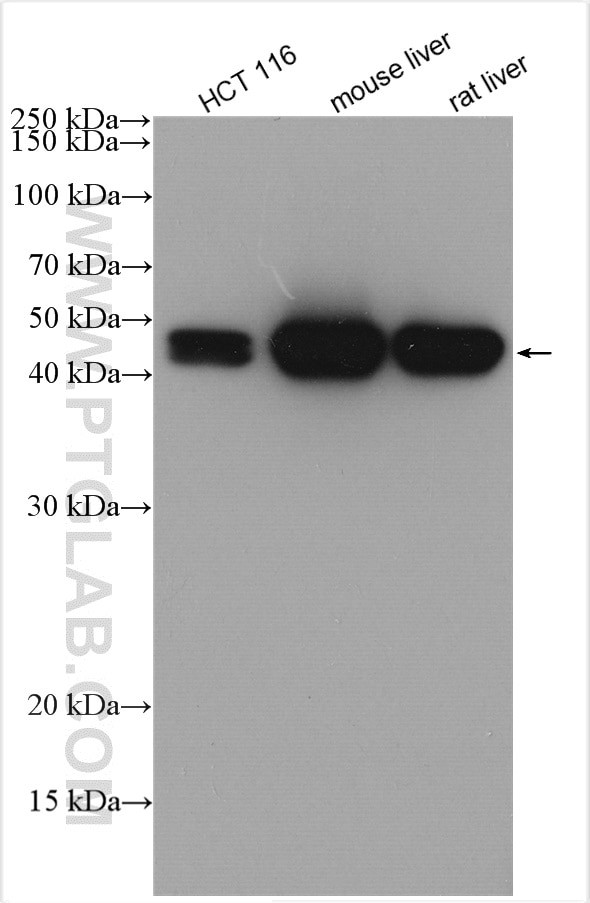 MAT1A Antibody in Western Blot (WB)