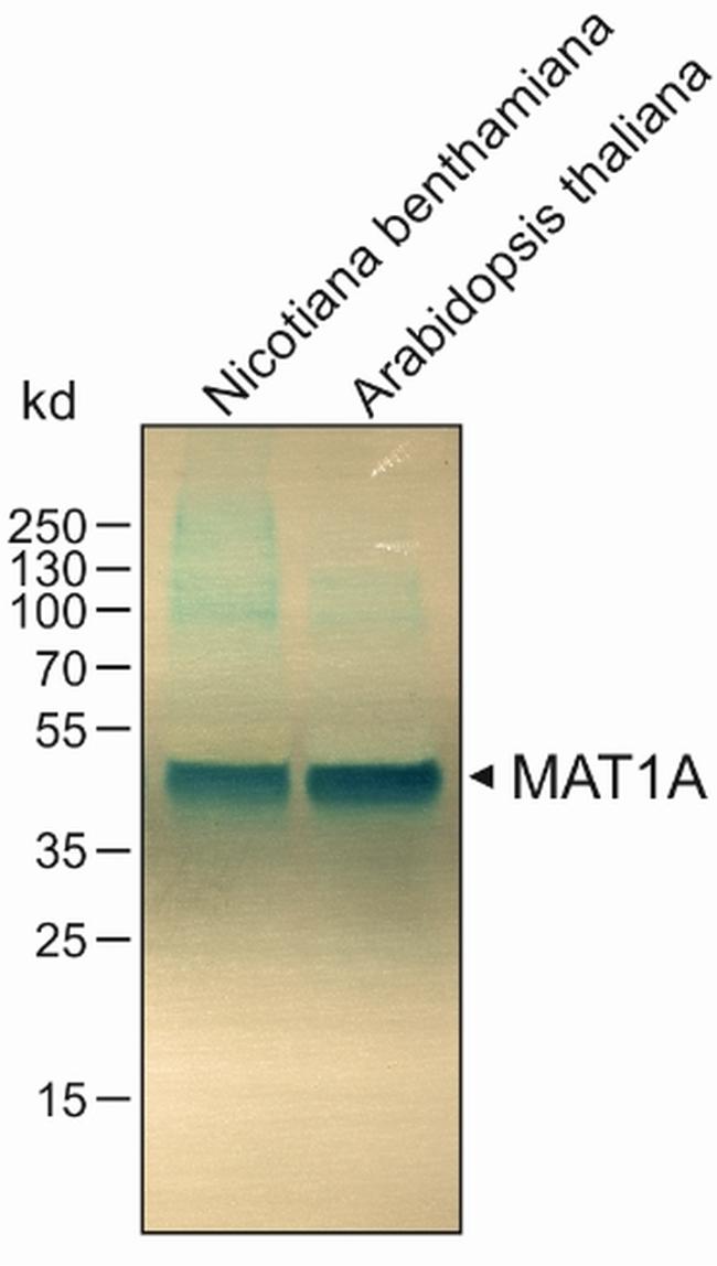 MAT1A Antibody in Western Blot (WB)