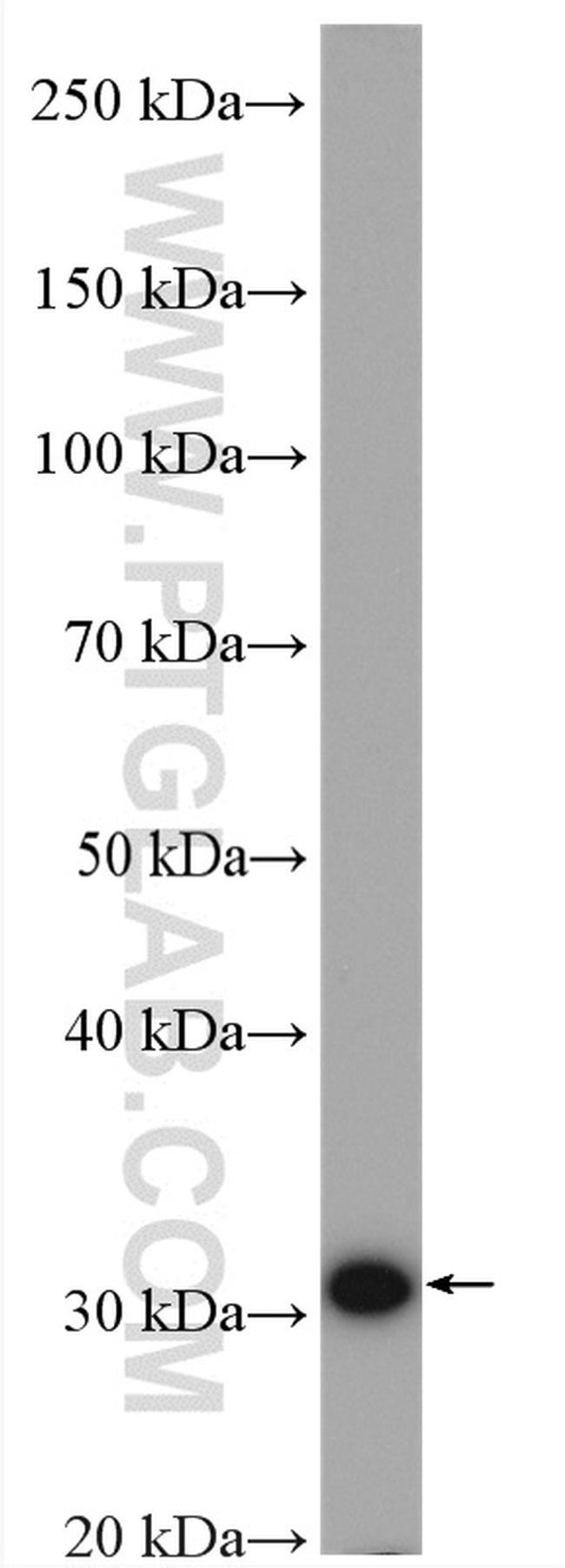 DPM1 Antibody in Western Blot (WB)