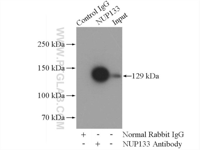 NUP133 Antibody in Immunoprecipitation (IP)