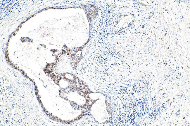 APPBP2 Antibody in Immunohistochemistry (Paraffin) (IHC (P))