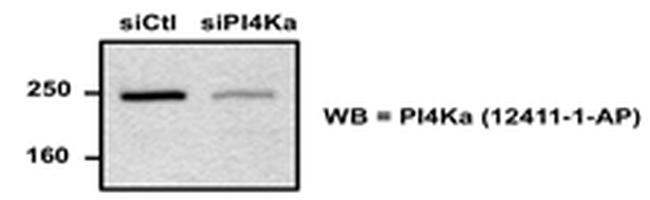 PI4KA Antibody in Western Blot (WB)