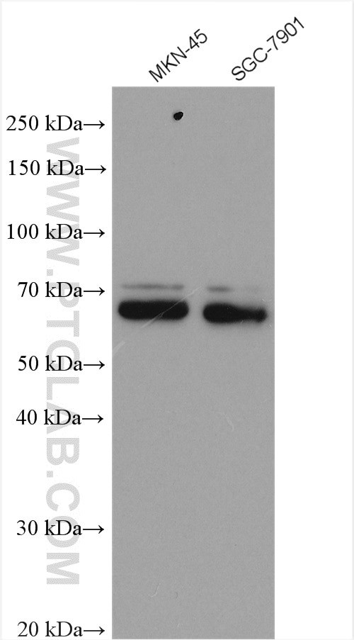 TEAD4 Antibody in Western Blot (WB)