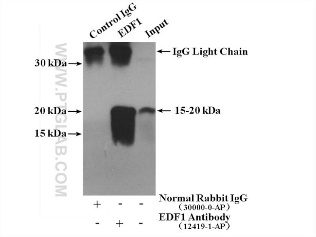 EDF1 Antibody in Immunoprecipitation (IP)