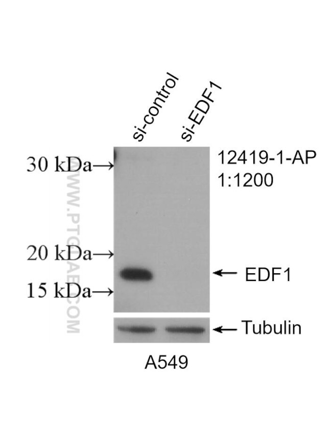 EDF1 Antibody in Western Blot (WB)