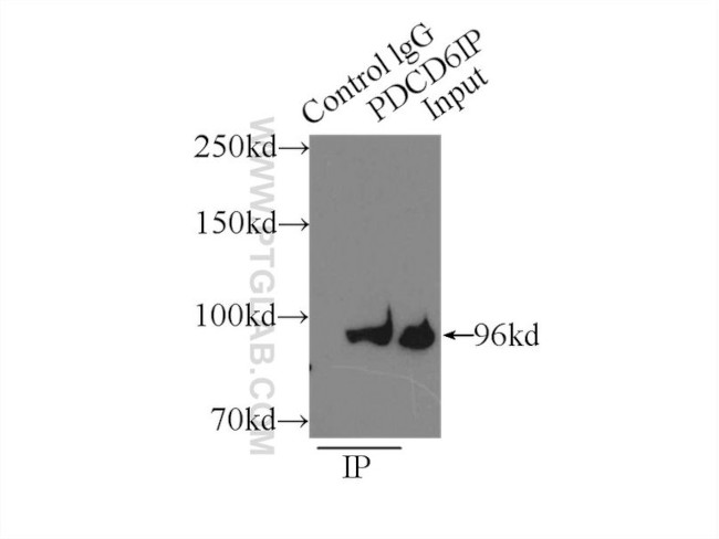 PDCD6IP Antibody in Immunoprecipitation (IP)