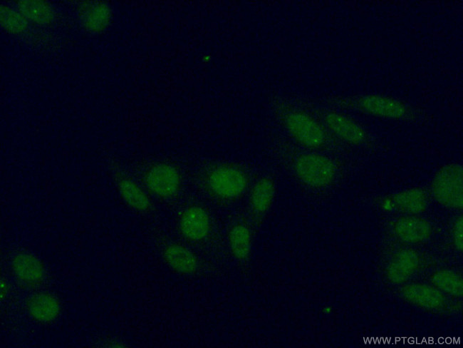 RNGTT Antibody in Immunocytochemistry (ICC/IF)