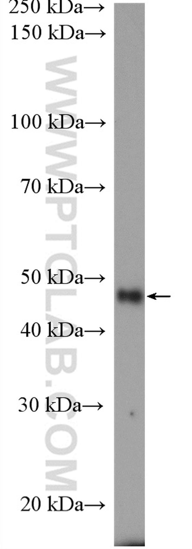 HOMER1 Antibody in Western Blot (WB)