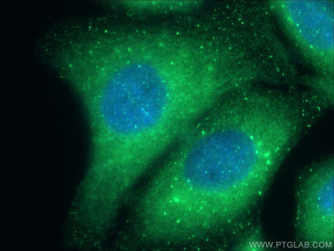 STAM Antibody in Immunocytochemistry (ICC/IF)