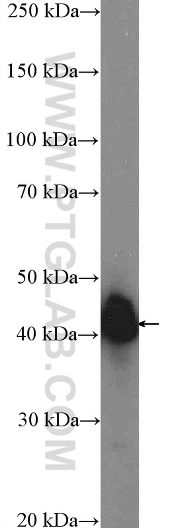 SH3GL2 Antibody in Western Blot (WB)
