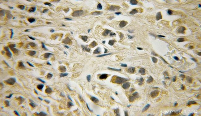 SHPK Antibody in Immunohistochemistry (Paraffin) (IHC (P))