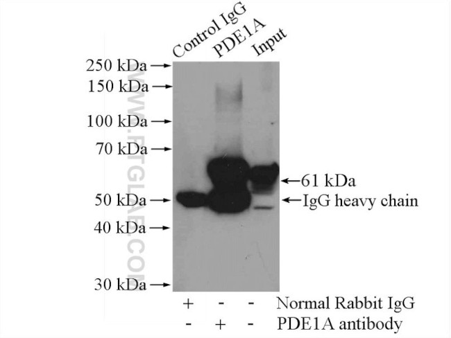 PDE1A Antibody in Immunoprecipitation (IP)