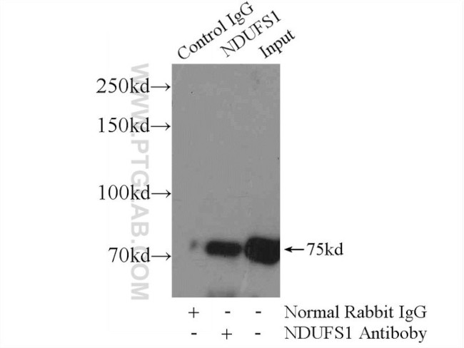 NDUFS1 Antibody in Immunoprecipitation (IP)