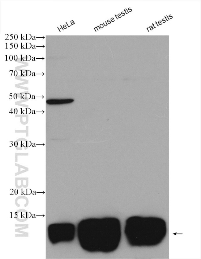 TCEB1 Antibody in Western Blot (WB)