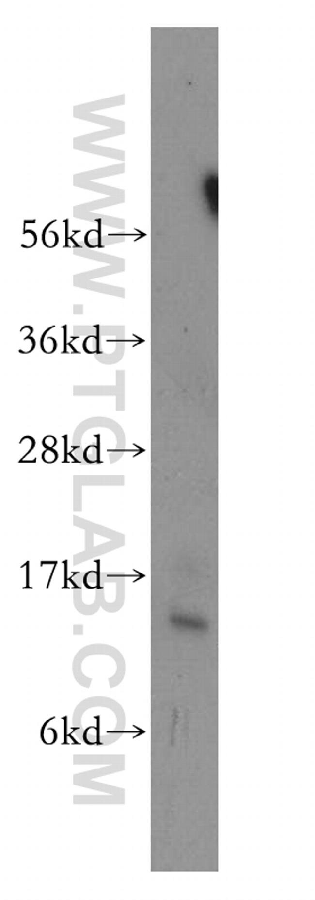 PDCD5 Antibody in Western Blot (WB)