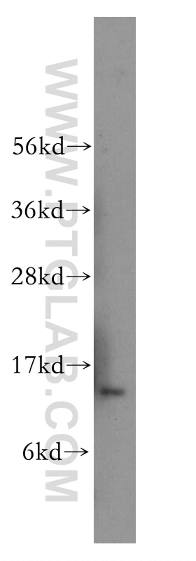 PDCD5 Antibody in Western Blot (WB)