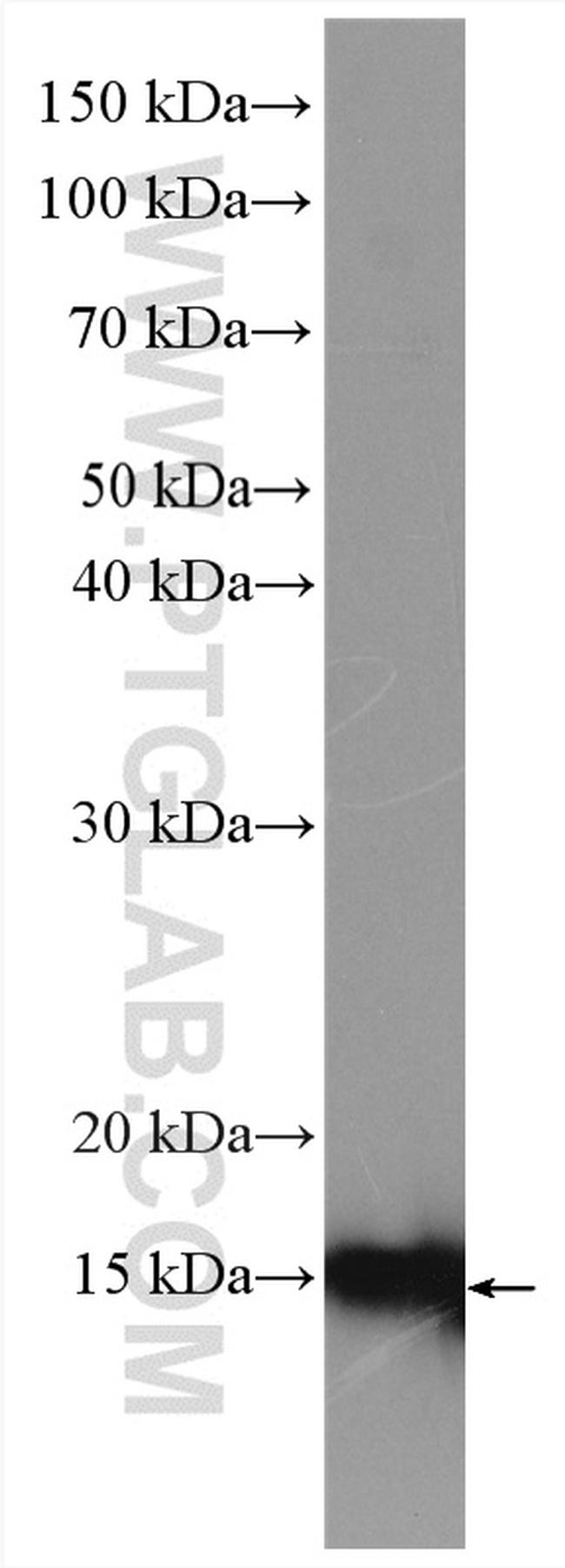 PDCD5 Antibody in Western Blot (WB)