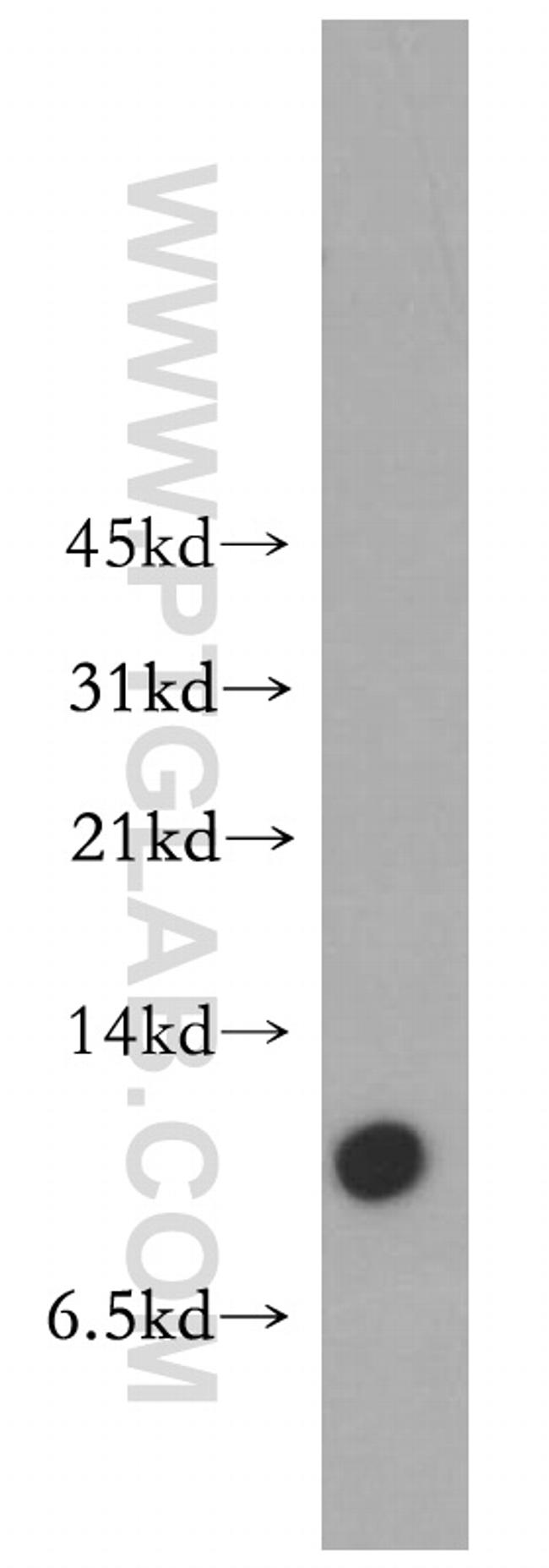 MOBP Antibody in Western Blot (WB)