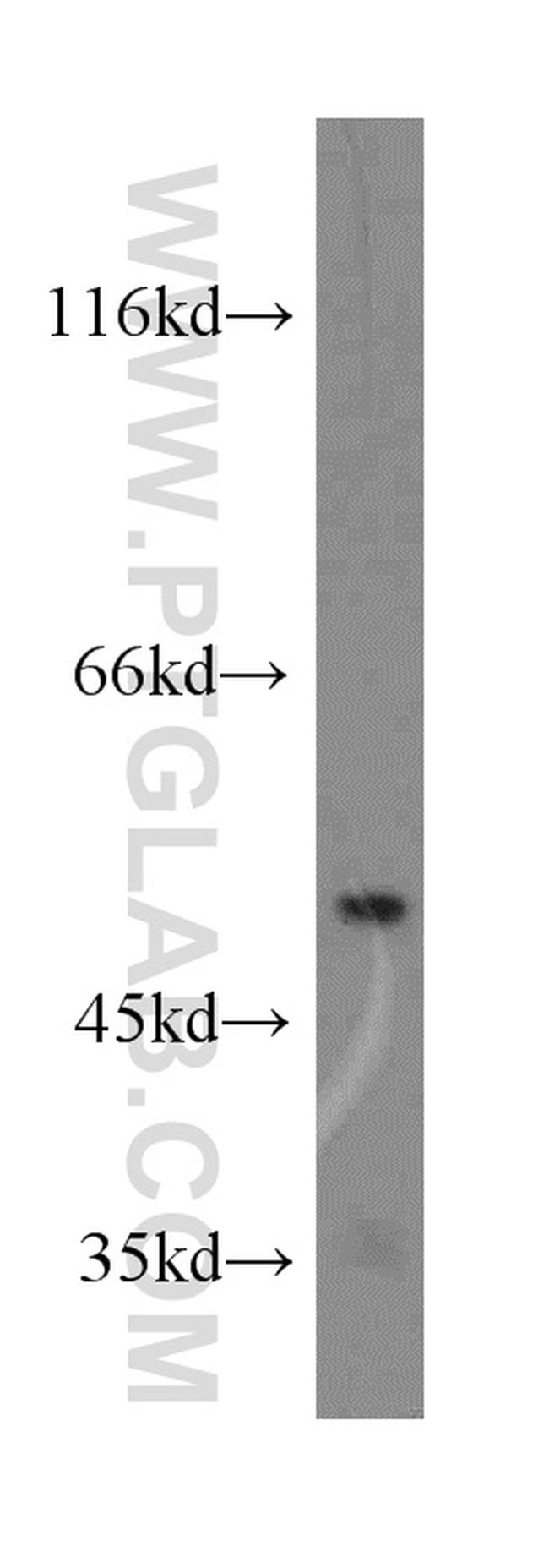 COQ6 Antibody in Western Blot (WB)