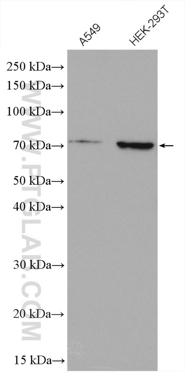 NRF1/nuclear respiratory factor 1 Antibody in Western Blot (WB)