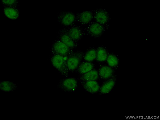 USP3 Antibody in Immunocytochemistry (ICC/IF)