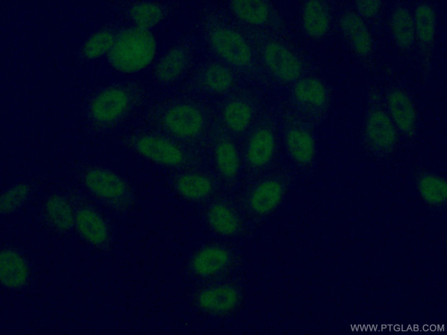 USP3 Antibody in Immunocytochemistry (ICC/IF)