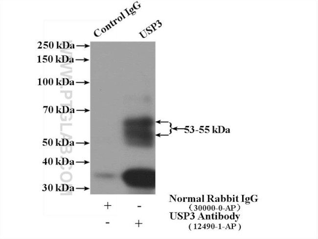 USP3 Antibody in Immunoprecipitation (IP)