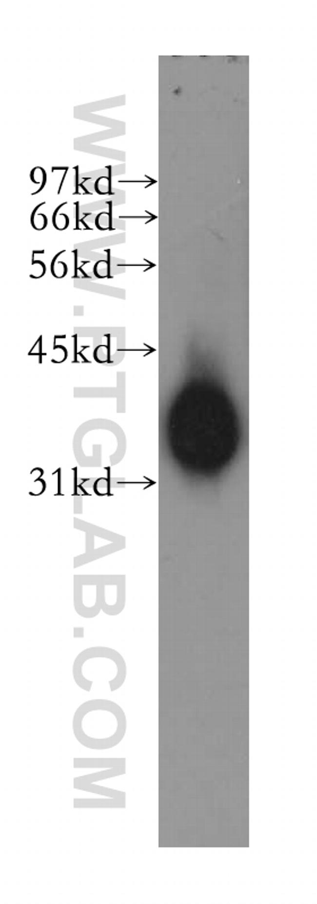 mu Crystallin Antibody in Western Blot (WB)