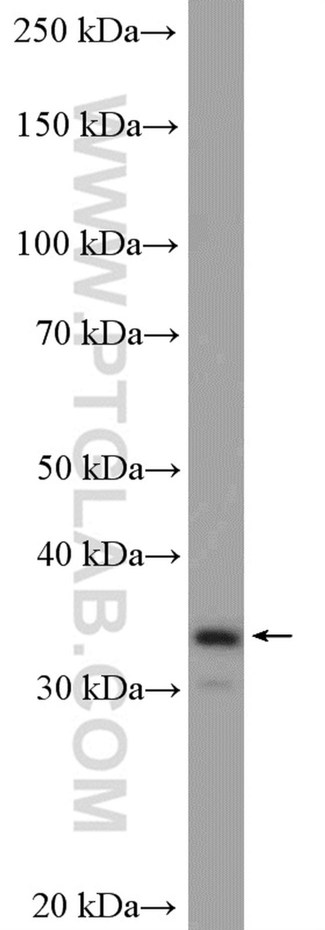 mu Crystallin Antibody in Western Blot (WB)