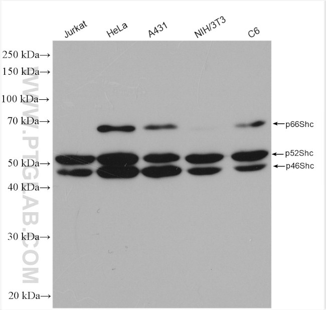 SHC Antibody in Western Blot (WB)