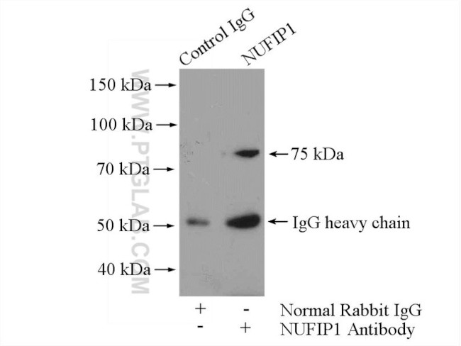 NUFIP1 Antibody in Immunoprecipitation (IP)