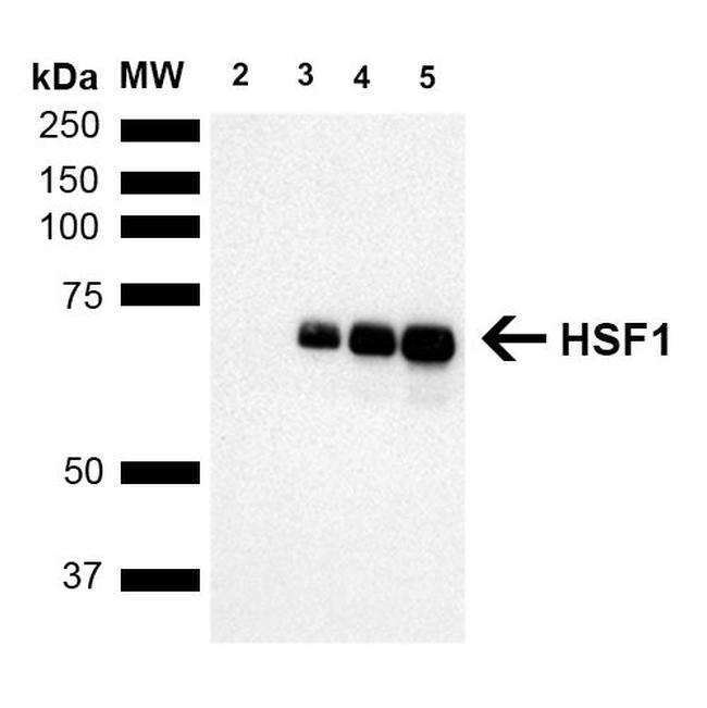 HSF1 Antibody in Western Blot (WB)