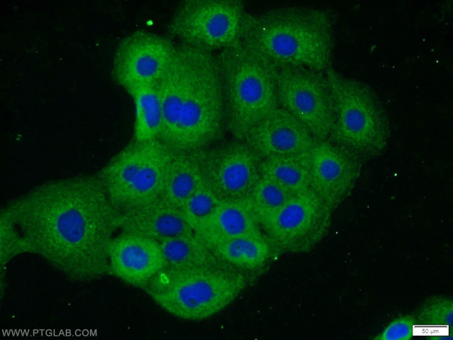 RRAS2 Antibody in Immunocytochemistry (ICC/IF)