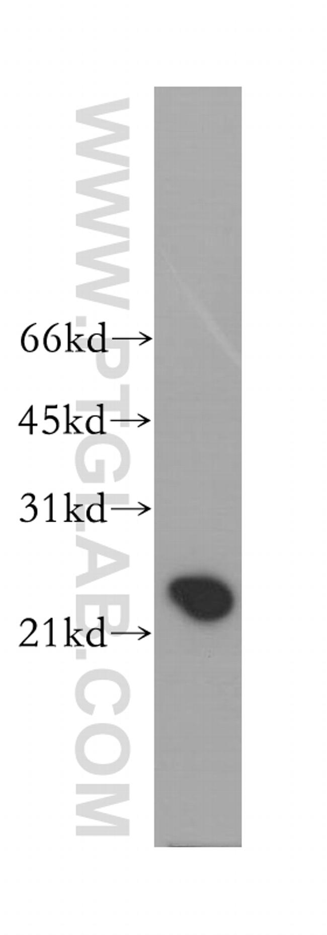 RRAS2 Antibody in Western Blot (WB)