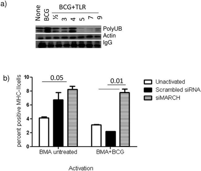 MHC Class II (I-A/I-E) Antibody in Flow Cytometry (Flow)