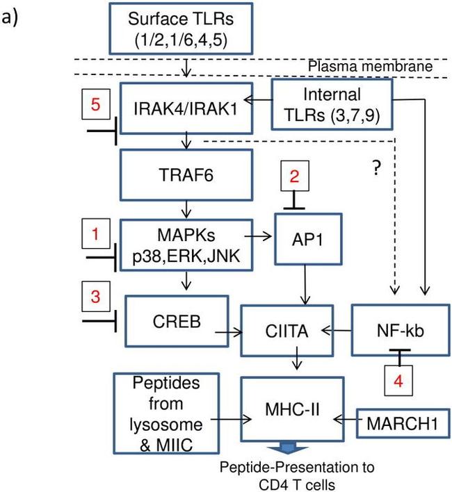 MHC Class II (I-A/I-E) Antibody in Flow Cytometry (Flow)