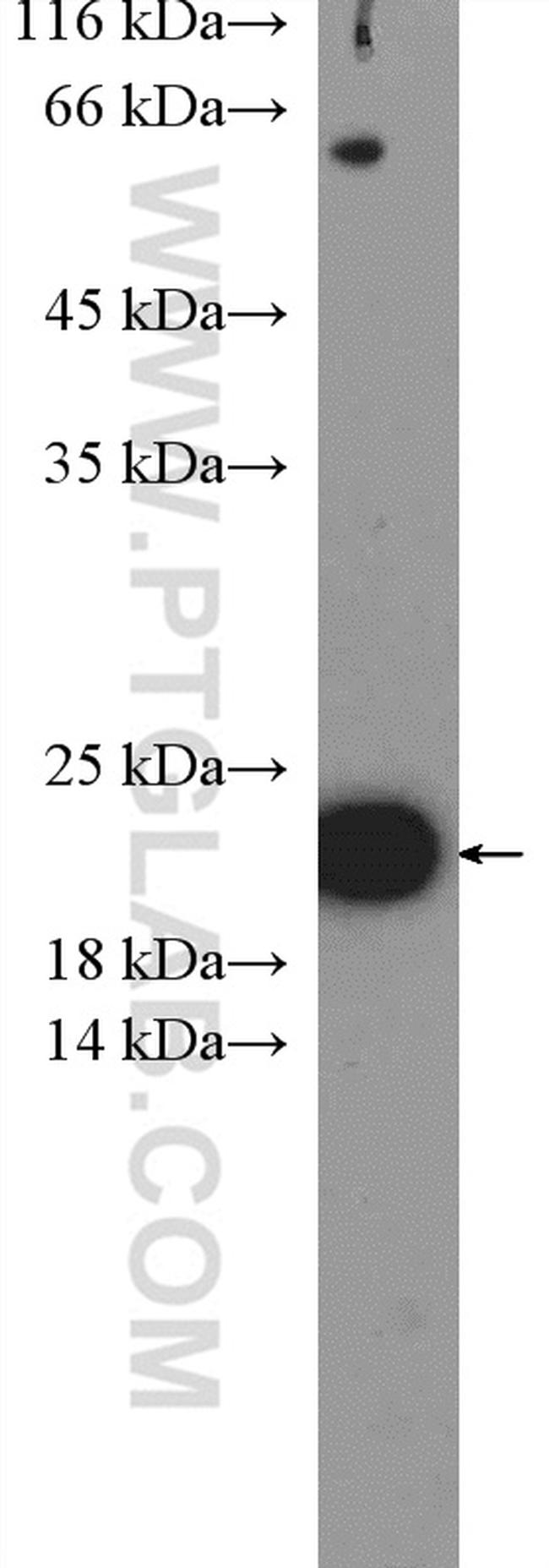 TNFSF12 Antibody in Western Blot (WB)