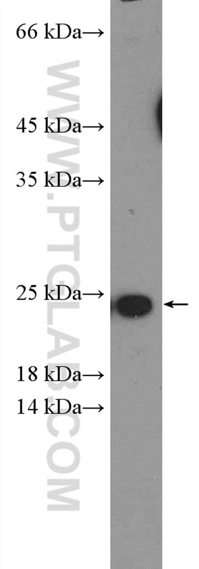 TNFSF12 Antibody in Western Blot (WB)