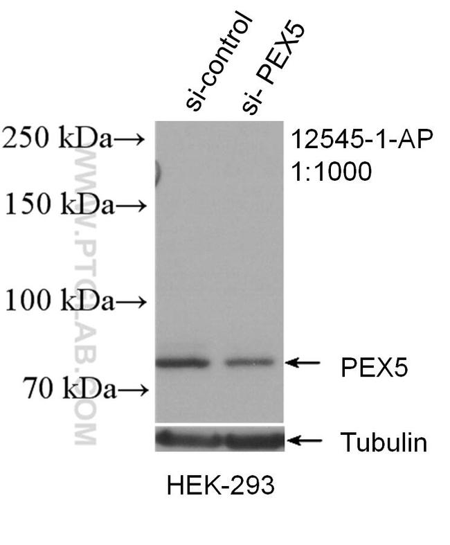 PEX5 Antibody in Western Blot (WB)