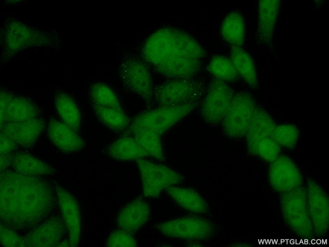 PER3 Antibody in Immunocytochemistry (ICC/IF)