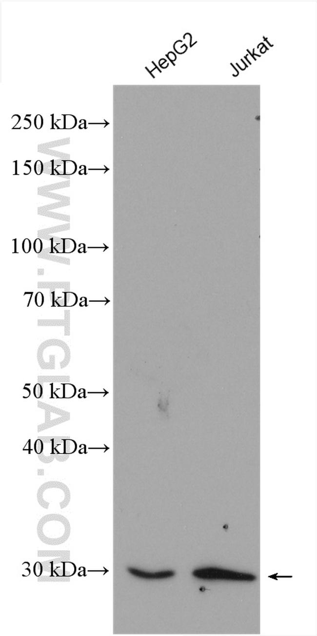 Factor XII Antibody in Western Blot (WB)