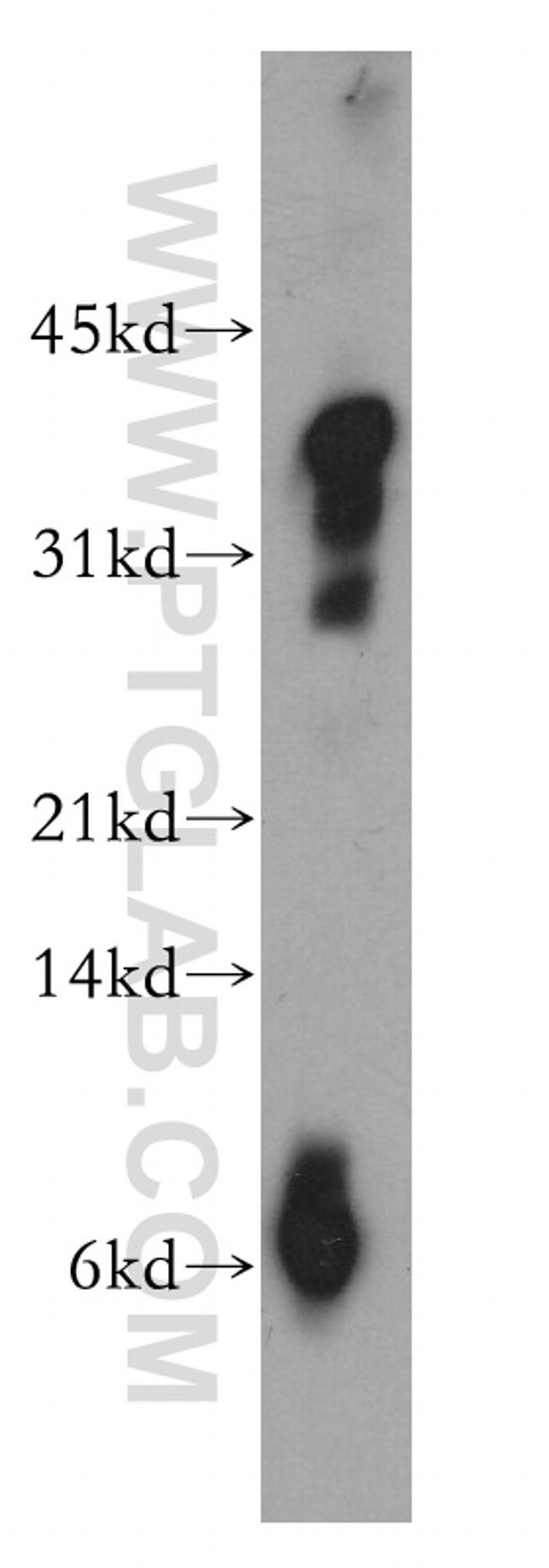 PrP Antibody in Western Blot (WB)