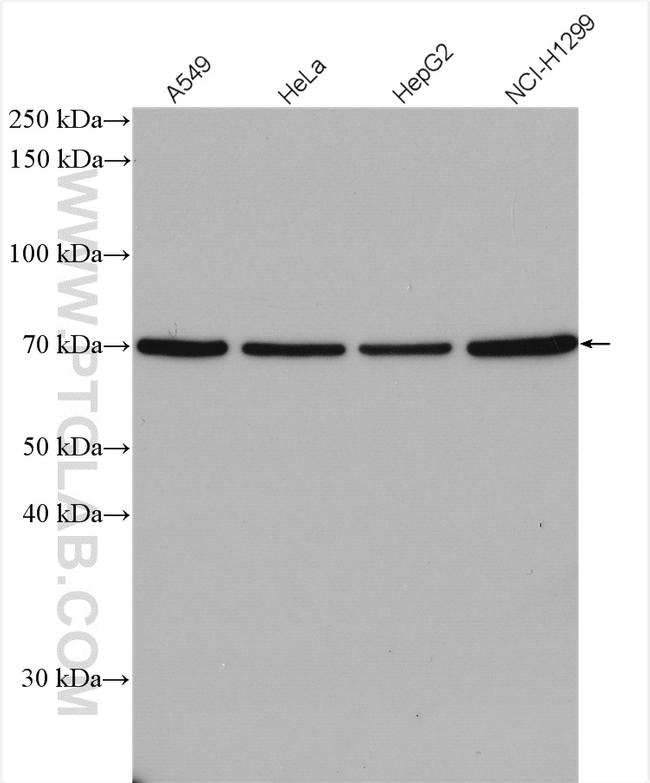 FUT8 Antibody in Western Blot (WB)