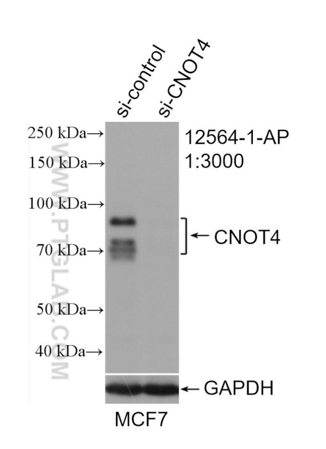 CNOT4 Antibody in Western Blot (WB)