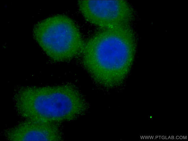 SCFD1 Antibody in Immunocytochemistry (ICC/IF)